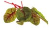 beet greens